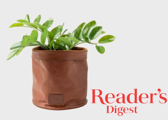 Ivy Cove in Reader's Digest